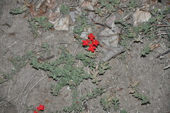 Glandularia peruviana