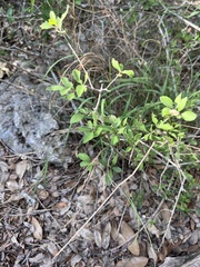 Forestiera pubescens