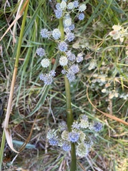 Eryngium aquaticum