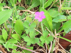 Geranium thunbergii