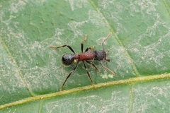 Stictoponera bicolor