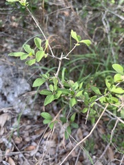 Forestiera pubescens