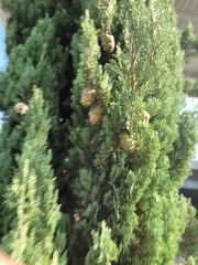 Cupressus sempervirens