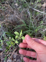 Forestiera pubescens