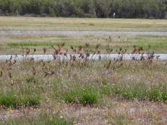 Anigozanthos manglesii