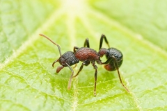 Stictoponera bicolor