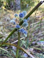Eryngium aquaticum