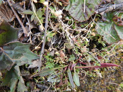 Stellaria humifusa