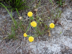 Podotheca gnaphalioides