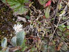 Stellaria humifusa