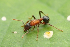 Stictoponera bicolor