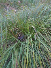 Carex vulpinoidea