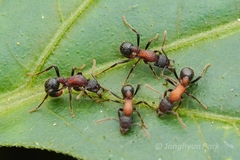 Stictoponera bicolor