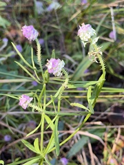 Polygala