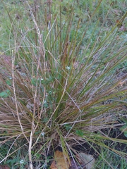 Carex stricta