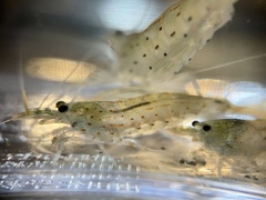 Caridina multidentata