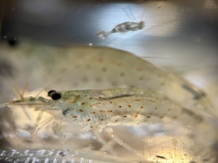 Caridina multidentata