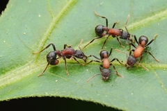 Stictoponera bicolor