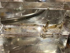 Caridina multidentata