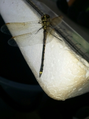 Hemicordulia tau