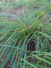 Carex lurida