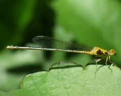 Pseudagrion decorum