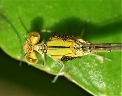 Pseudagrion decorum
