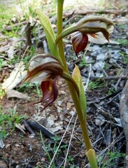 Pterostylis hamata