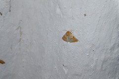 Mycteroplus puniceago