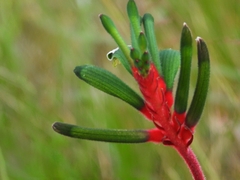 Anigozanthos manglesii