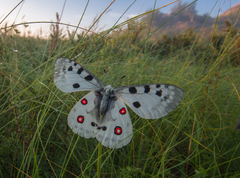 Parnassius apollo