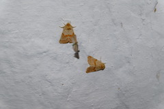 Mycteroplus puniceago