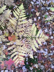 Pteridium aquilinum latiusculum