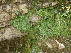 Marchantia paleacea