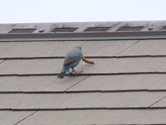 Monticola solitarius