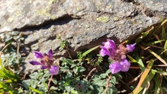 Scutellaria alpina