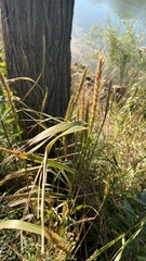 Elymus virginicus