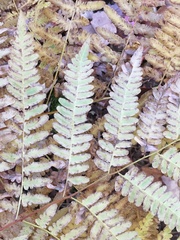 Pteridium aquilinum latiusculum