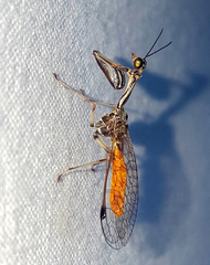 Mantispinae