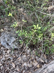 Forestiera pubescens