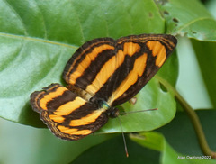 Pantoporia paraka