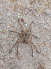 Pseudomicrommata longipes