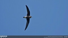 Hirundapus caudacutus