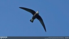 Hirundapus caudacutus