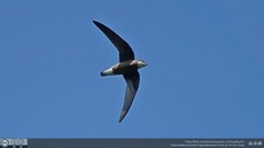 Hirundapus caudacutus