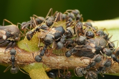 Dolichoderus thoracicus