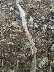 Masticophis flagellum