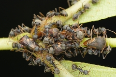 Dolichoderus thoracicus