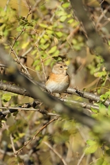 Fringilla montifringilla