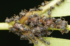 Dolichoderus thoracicus